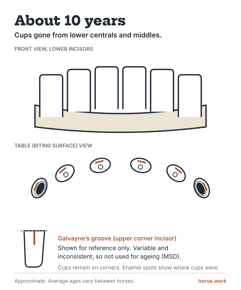 About 10 years: cups gone from lower centrals and middles