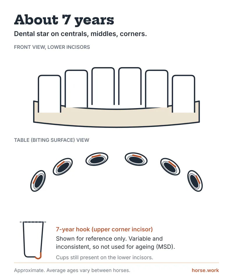 About 7 years: dental star on the corners