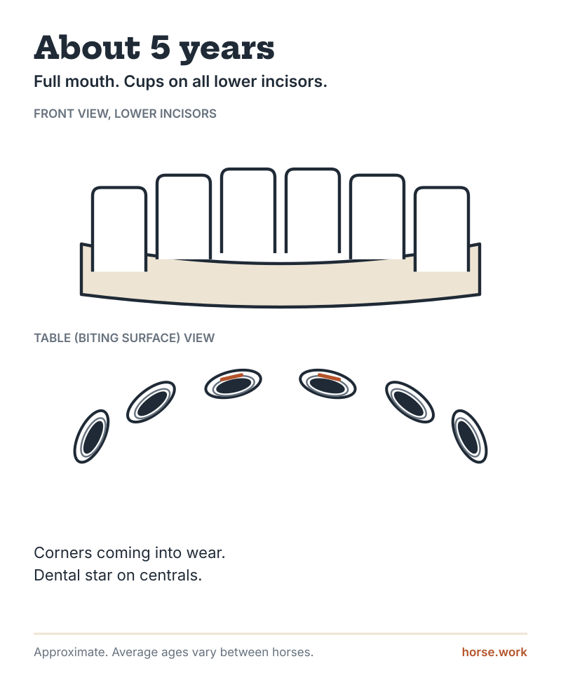 Schematic of lower incisors, front and biting-surface views. About 5 years: full permanent set.